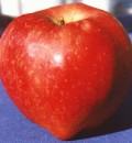 Study Finds Eating Apples Every Day Promotes Heart Health & Weight Loss in Postmenopausal Women