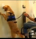 Assistance Dogs Provide Wonderful Help for Those with Limited Mobility