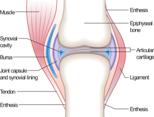 May is National Arthritis Awareness and Action Month -- Knee Joint (image courtesy of Wikipedia Commons)