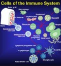 Can You Strengthen Your Immune System?