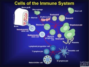Cells of the Immune System (Image courtesy of Wikipedia Commons)